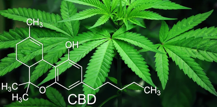 CBD